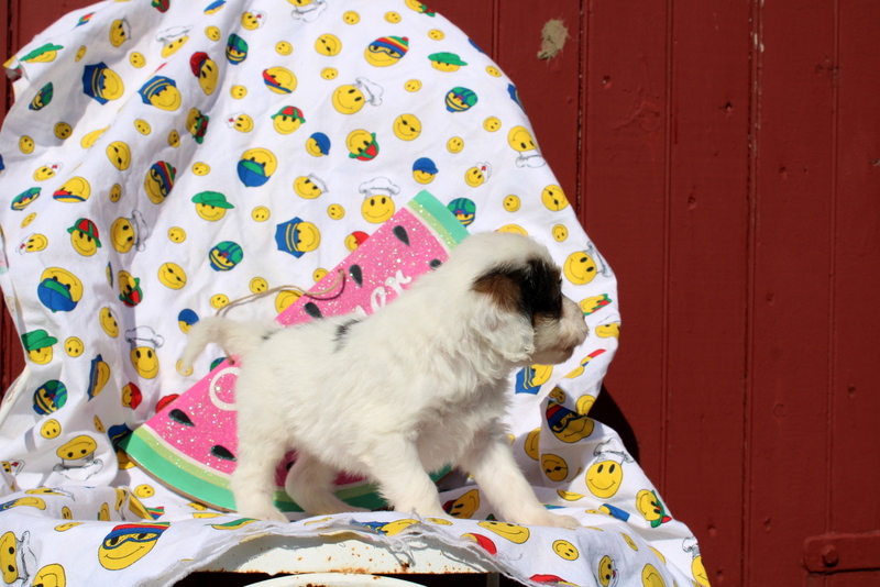 puppy, for, sale, Mini Bernedoodle F2, Matthew B. Stoltzfus, dog, breeder, Gap, PA, dog-breeder, puppy-for-sale, forsale, nearby, find, puppyfind, locator, puppylocator, aca